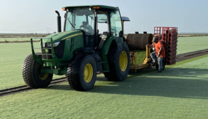 Celebration Bermuda grass