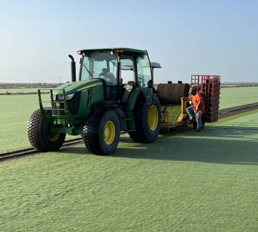 Celebration Bermuda grass